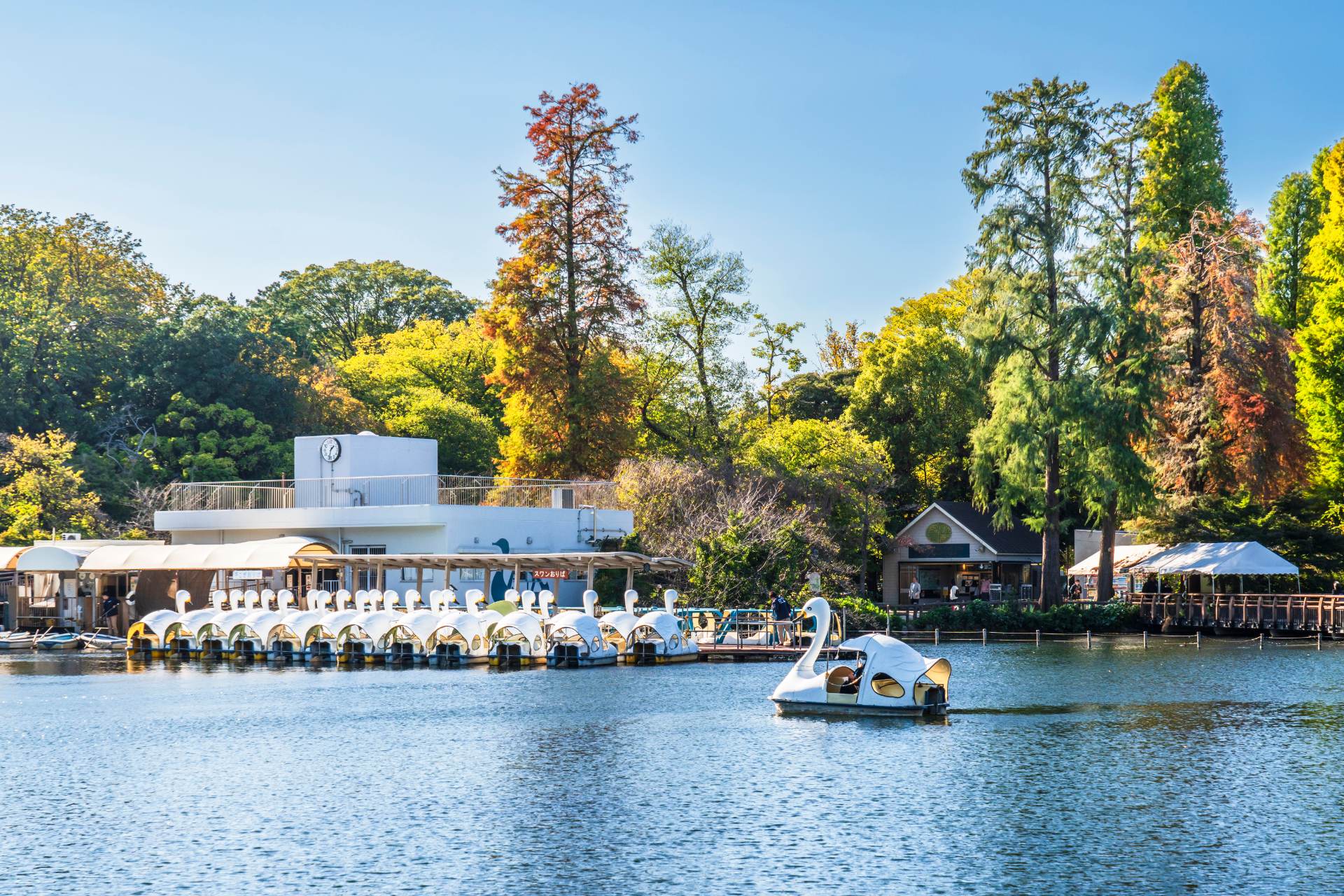 水辺と緑に癒される、休日のリフレッシュにもぴったりな井の頭公園